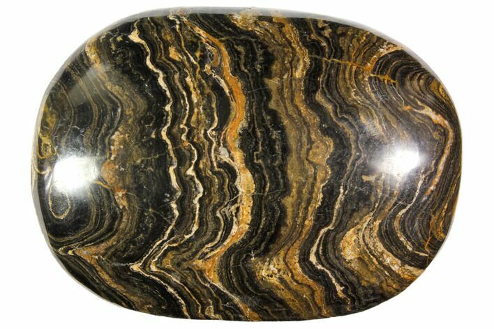 Polished Stromatolite (Greysonia) Pebble - Bolivia #113519